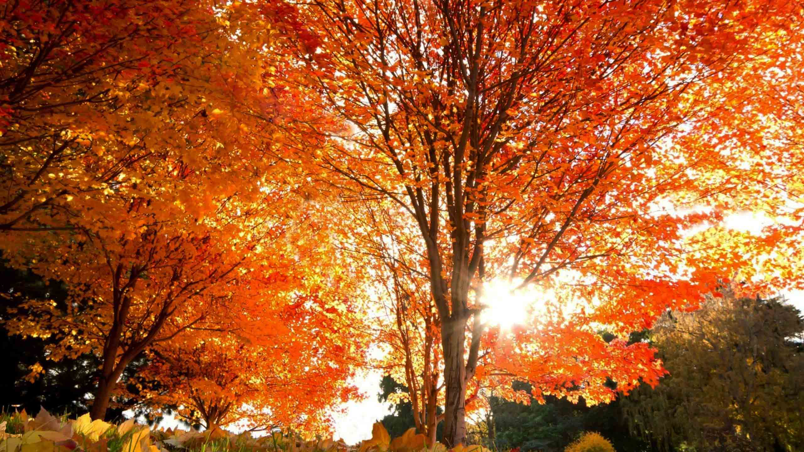 September 2017 GTA REALTORS® Release Monthly Resale Housing Figures